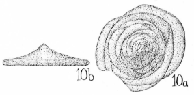 Tetrataxis corona Cushman & Waters, 1928