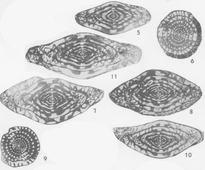 Fusulinella iowensis var. stouti Thompson, 1936