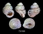 Danilia otaviana (Cantraine, 1835)