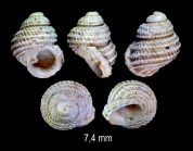 Danilia otaviana (Cantraine, 1835)
