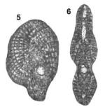 Meandropsina vidali var. biconcava Henson, 1948