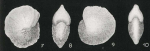 Nonion ornatum van Bellen, 1946