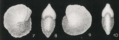 Nonion ornatum van Bellen, 1946