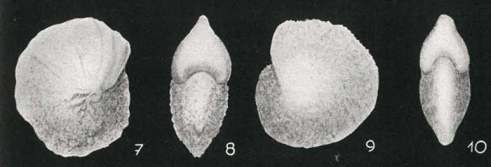Nonion ornatum van Bellen, 1946