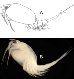Nebalia holothurophila