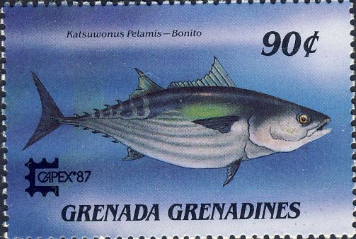 Katsuwonus pelamis Katsuwonus pelamis