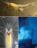 Pseudomma kryotroglodytum
