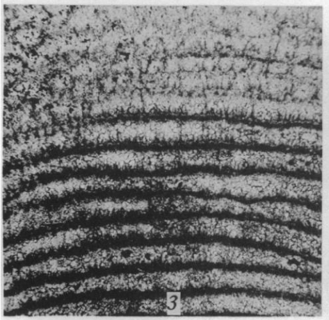 Discocyclina cookei Vaughan, 1936