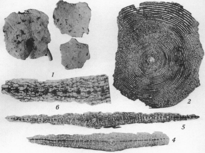 Discocyclina cookei Vaughan, 1936