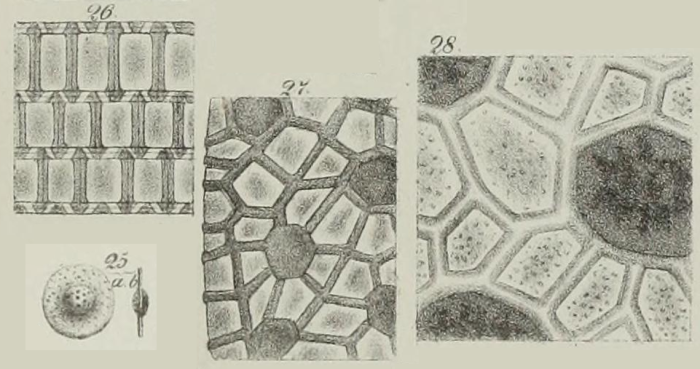 Orbitoides (Rhipidocyclina) strophiolata Gümbel, 1870