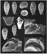 Parabolivina peruensis Resig, 1992