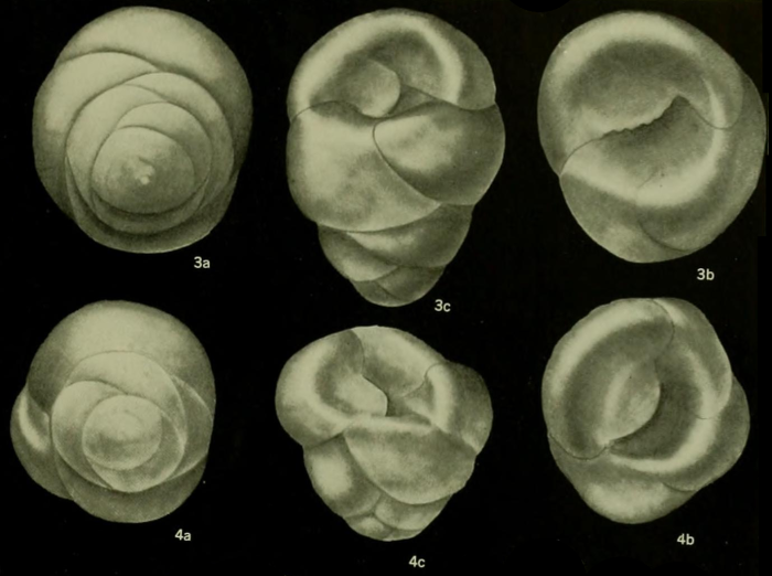 Eurycheilostoma altispira Loeblich &amp; Tappan, 1957