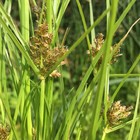 Cyperus diandrus from Oregon
