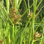 Cyperus diandrus from Oregon