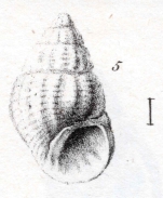 Rissoa curta Dujardin, 1837 Original type figure (pl. XIX, fig. 5)