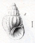 Rissoa curta Dujardin, 1837 Original type figure (pl. XIX, fig. 5)