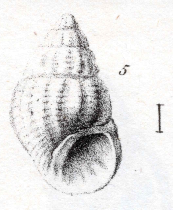 Rissoa curta Dujardin, 1837 Original type figure (pl. XIX, fig. 5)