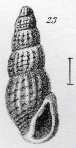 Rissoa decussata Dujardin, 1837 (pl. XIX, fig. 23)