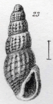 Rissoa decussata Dujardin, 1837 (pl. XIX, fig. 23)