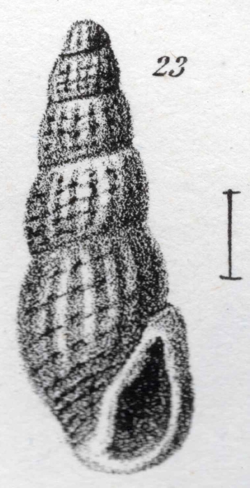 Rissoa decussata Dujardin, 1837 (pl. XIX, fig. 23) Rissoa decussata Dujardin, 1837 (pl. XIX, fig. 23)