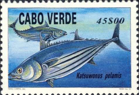 Katsuwonus pelamis Katsuwonus pelamis
