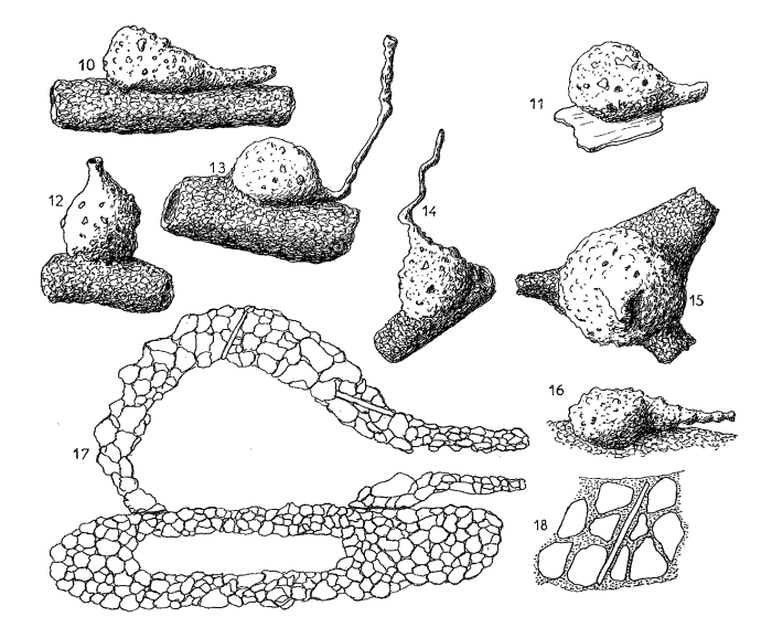 Pelosina hoeglundi Hofker, 1972