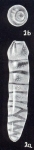 Rectobolivina neobifrons McCulloch, 1981