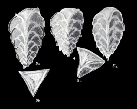 Reussella lavelaensis McCulloch, 1981