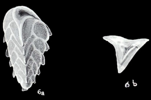 Reussella differens McCulloch, 1981