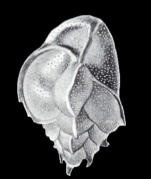 Trimosina (?) dispar McCulloch, 1981