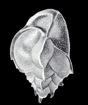 Trimosina (?) dispar McCulloch, 1981