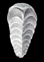 Chrysalidinella ecarinata McCulloch, 1981