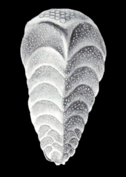 Chrysalidinella ecarinata McCulloch, 1981