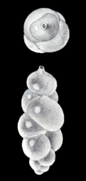 Uvigerina erugata McCulloch, 1981