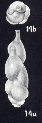 Uvigerina semidensa McCulloch, 1981