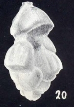 Uvigerina tortugiana McCulloch, 1981