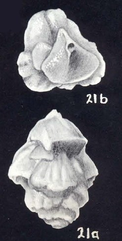 Pseudouvigerina arubiana McCulloch, 1981