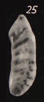 Cristellaria (Saracenaria) postsublaevis Martin, 1960