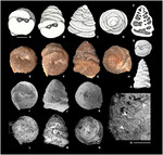 Duotaxis metula Kristan, 1957