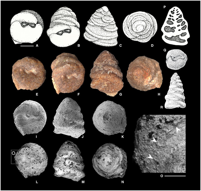 Duotaxis metula Kristan, 1957