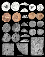 Tetrataxis humilis Kristan, 1957