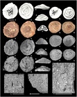 Tetrataxis humilis Kristan, 1957