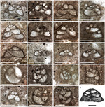 Duotaxis birmanica Zaninetti & Brönnimann, 1975
