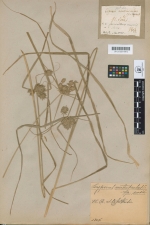 Type of Cyperus acutiusculus Lag. at Sevilla Herbarium