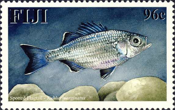 Kuhlia marginata Kuhlia marginata