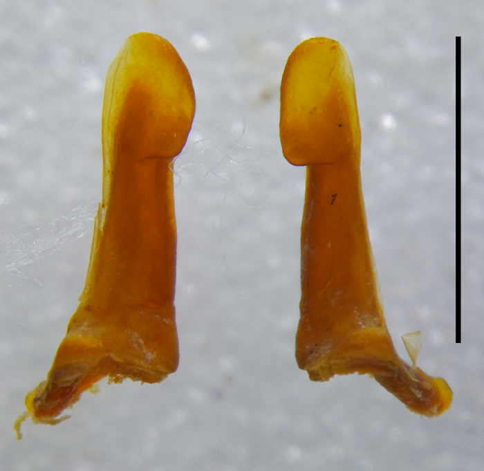 Anterior gonopod telopodite, posterior view Anterior gonopod telopodite, posterior view