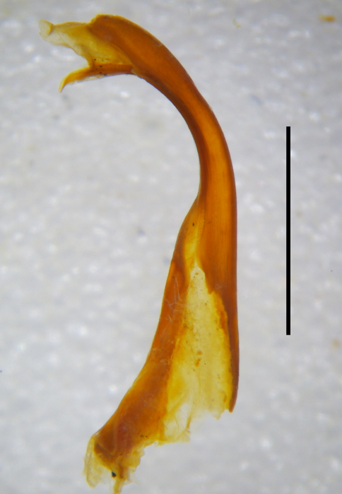 Posterior gonopod, ectal view Posterior gonopod, ectal view