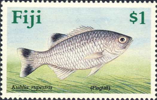 Kuhlia rupestris Kuhlia rupestris