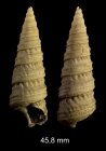 Turritella varicosa (Brocchi, 1814)