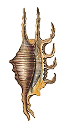 Strombus sinuatus Perry, 1811 Strombus sinuatus Perry, 1811